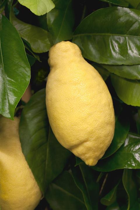 Image du produit Citron (80 cm)
