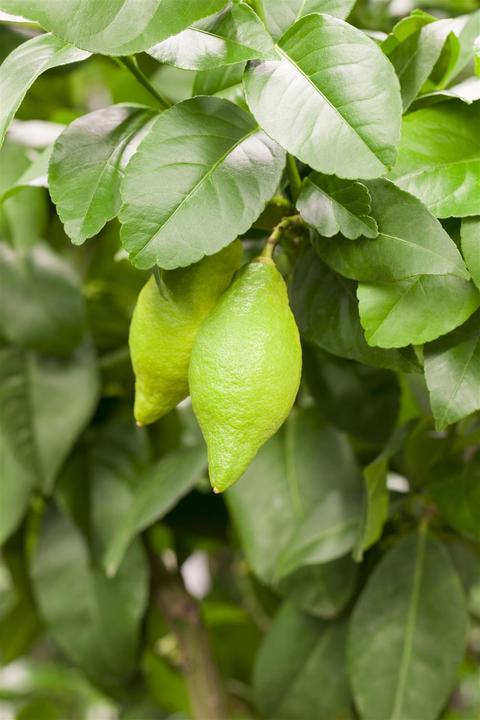 Image du produit Citron (80 cm)