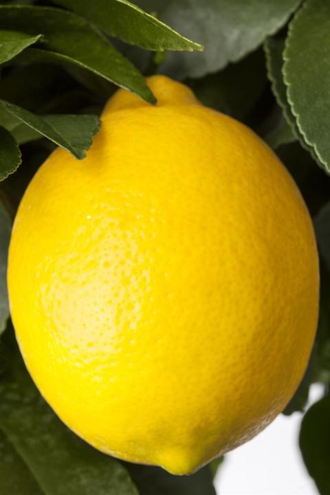 Image du produit Citron (80 cm)