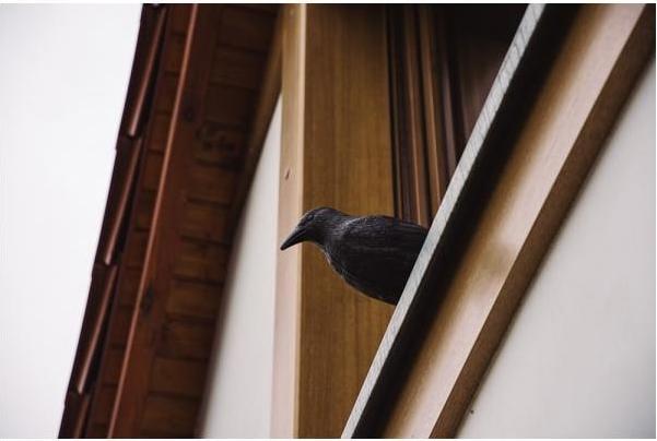 Actual product image Bradas Bird repellent