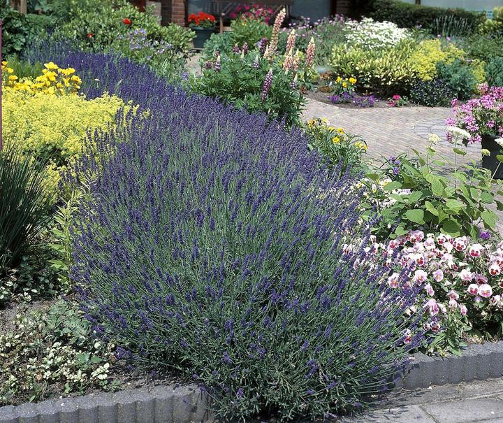 Produktbild Lavendel Hidcote