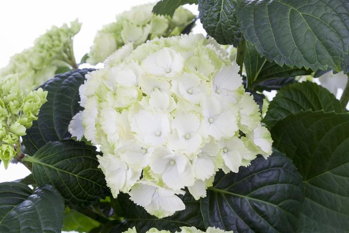 Actual product image Hydrangea (60 cm)