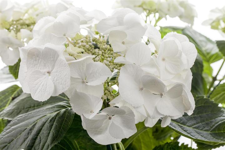 Actual product image Hydrangea (60 cm)