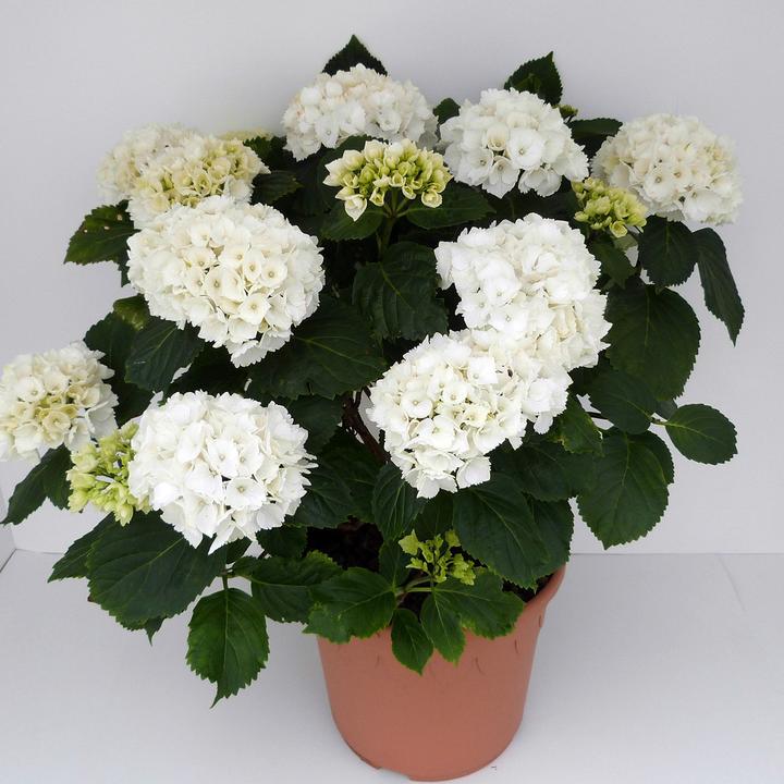 Actual product image Hydrangea (60 cm)