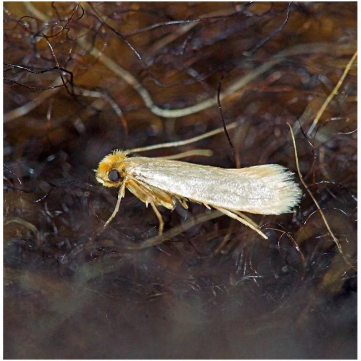 Actual product image Andermatt Biogarten Mottenfalle Combi