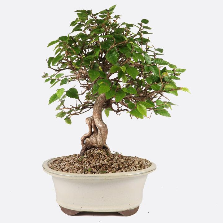 Image du produit Bonsai.ch Acer deshojo (65 cm)