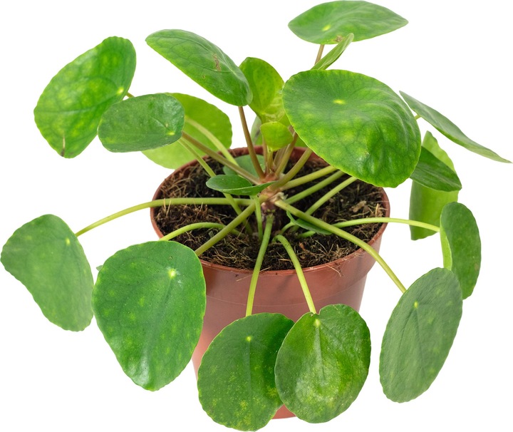 Produktbild Flowerbox Ufopflanze - Pilea peperomioides (20 cm)