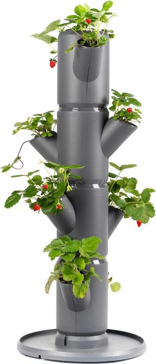 Gusta Garden Sissi Strawnerry (27 cm)