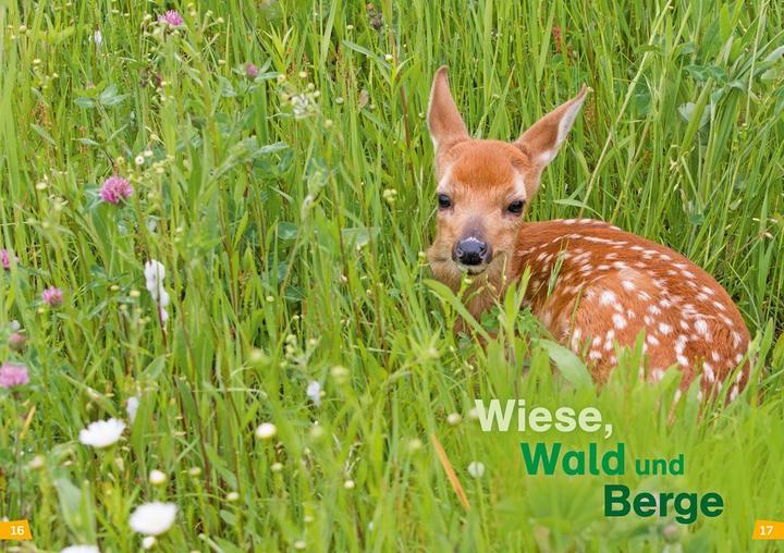 Produktbild Tessloff WAS IST WAS Erstes Lesen, Band 4: Natur entdecken und schützen (Deutsch, Christina Braun, 2018)