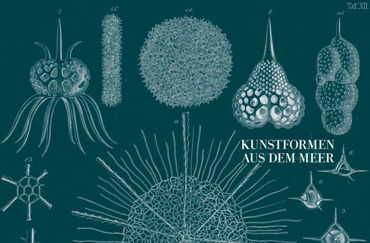 Produktbild Ernst Haeckel (Deutsch, Olaf Breidbach, 2012)