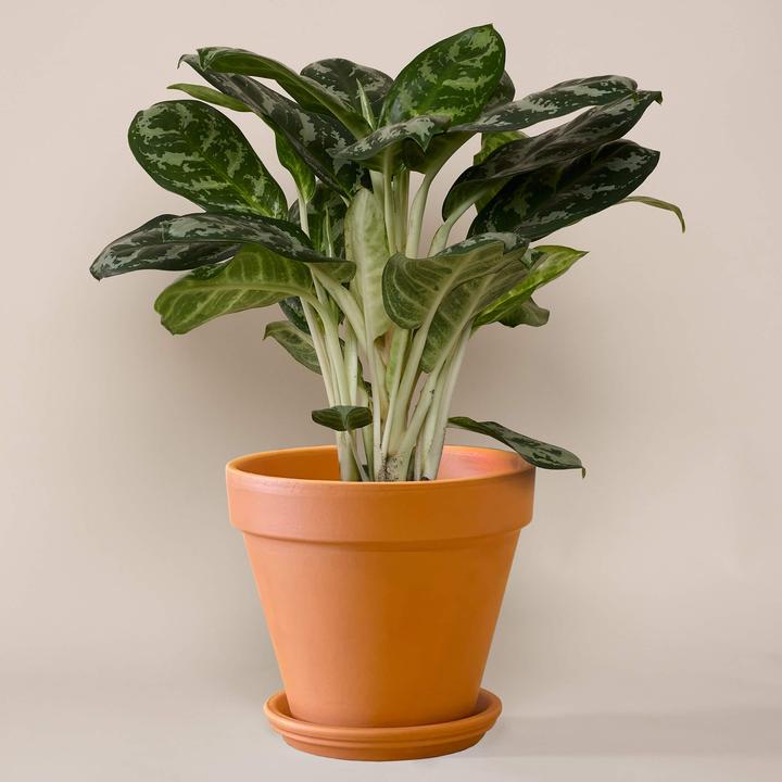 Mary and Plants Aglaonema Amazon Silver Terrakotta (55 cm)