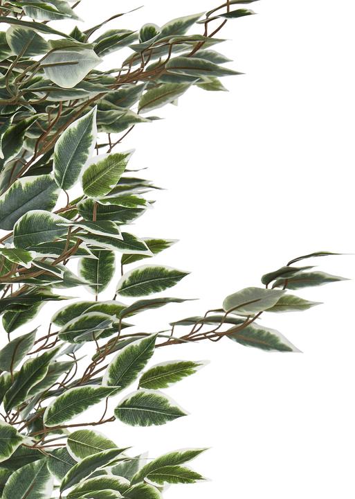 Immagine prodotto Beliani Ficus (167 cm)