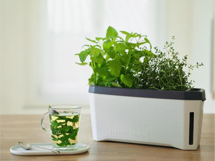 Actual product image Gusta Garden Kräutertopf HARRY HERBS mit Haube, Weiss (36.50 x 15 x 25 cm)