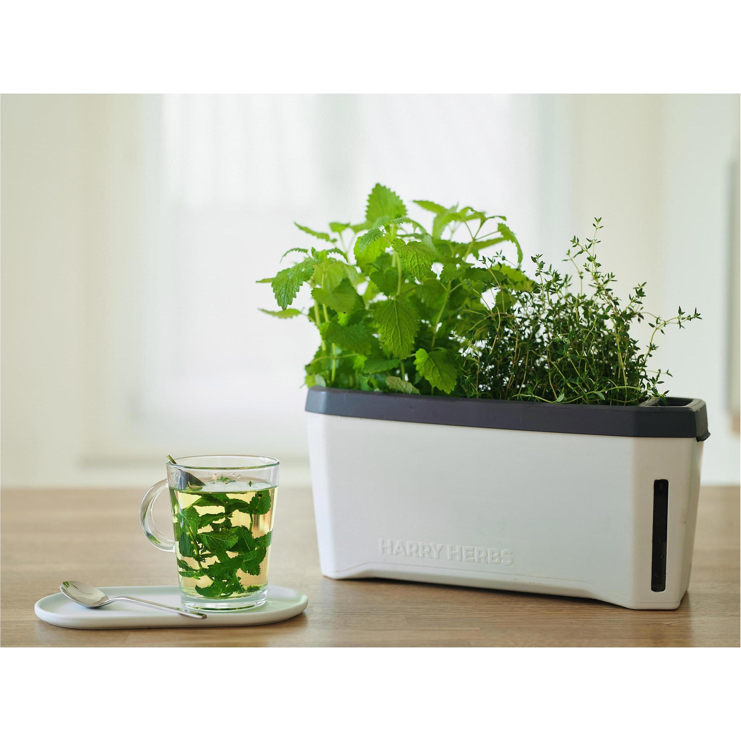 Thumbnail - Gusta Garden, Blumentopf, Kräutertopf HARRY HERBS mit Haube, Weiss (35.80 cm)