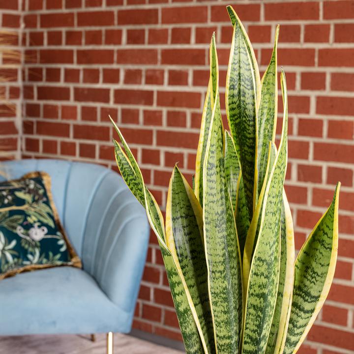 Immagine prodotto Flowerbox Bogenhanf - Sansevieria trifasciata Laurentii