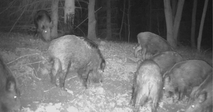 Actual product image Eurohunt Beech tar