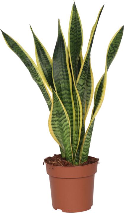 Plant in a Box Sansevieria trifasciata Laurentii - Bogenhanf (60 cm)