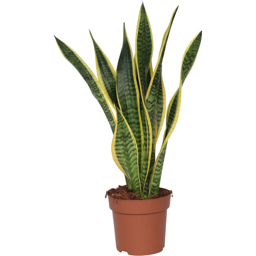 Plant in a Box, Pflanzen, Sansevieria trifasciata Laurentii - Bogenhanf (60 cm)