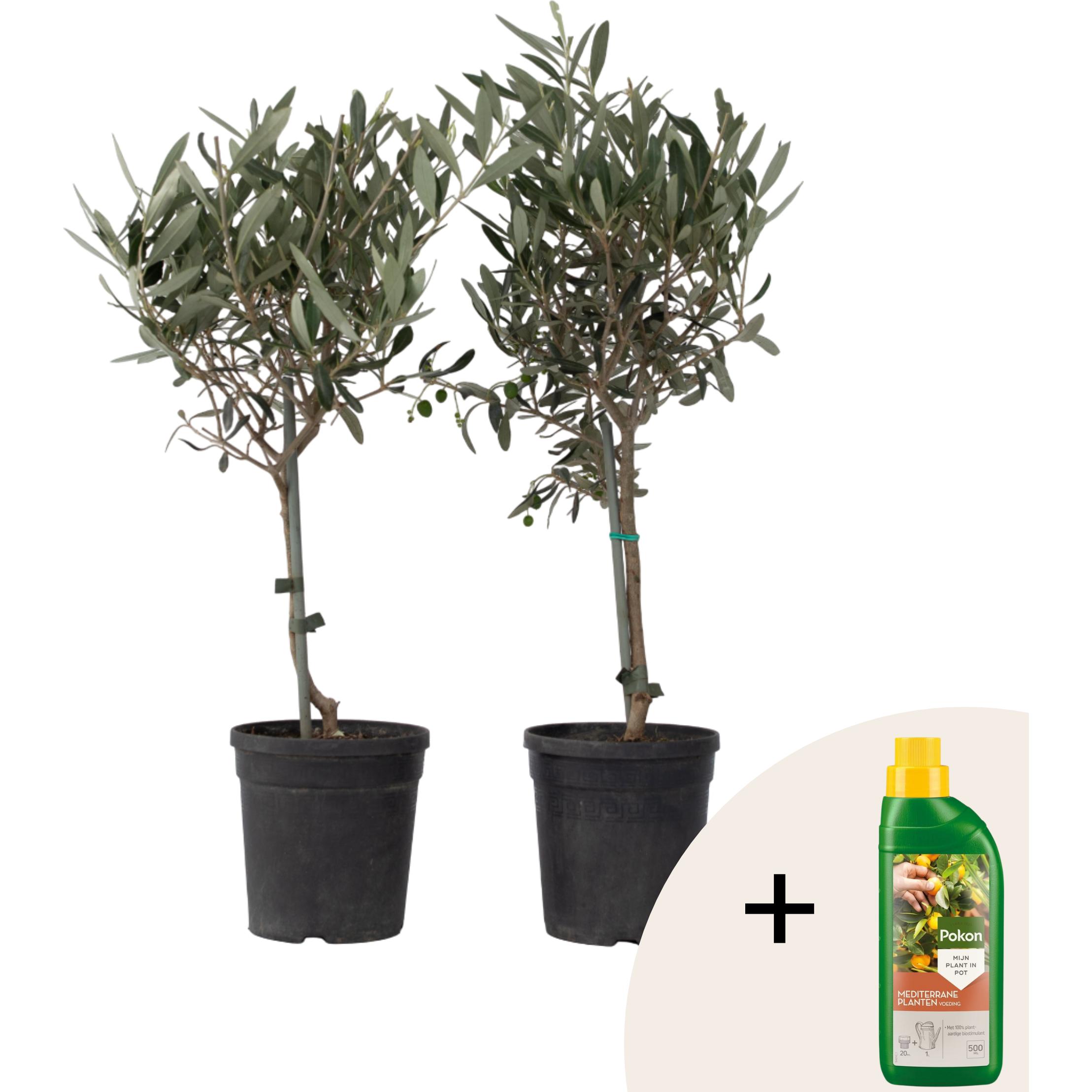 Plant in a Box, Pflanzen, Olea europaea - 2er Set Olivenbaum im Korb (50 cm)
