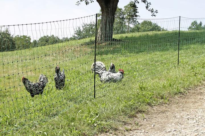 Produktbild Kerbl PoultryNet