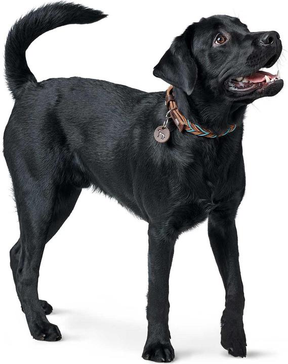 Produktbild Hunter Dogcollar Solid Education Cord M (55), dark brown/turquoise - (69323) (M, Hund, Hundesport)