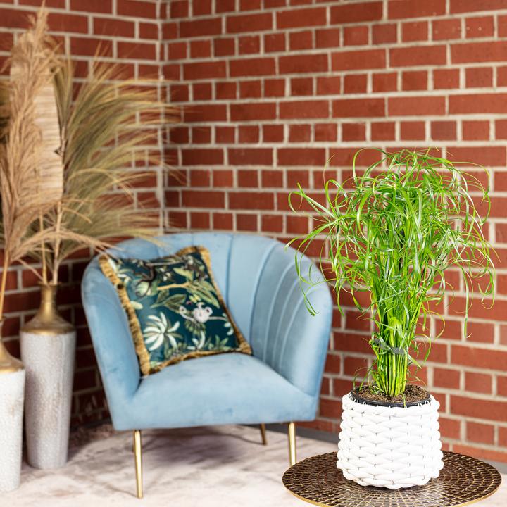 Actual product image Flowerbox Zyperngras - Cyperus alternifolius (Animal friendly)