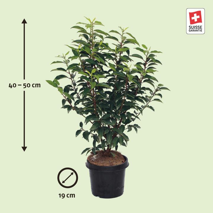 Produktbild Zulauf Portugiesischer Kirschlorbeer / Prunus lusi. 'Angustifolia' (50 cm)