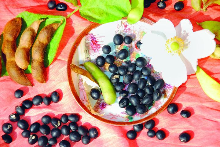 Image du produit Zollinger Bio Fèves de soja, Hokkaido noir (Black Jet) (Graines de plantes)