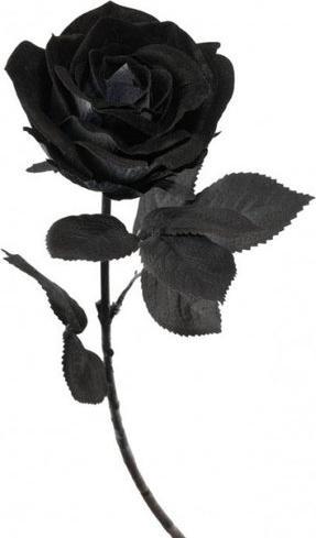 Immagine prodotto Chaks Rosa nera