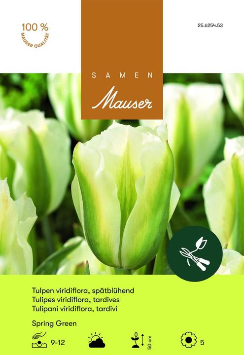 Produktbild Samen Mauser Spring Green Viridiflora-Tulpe (Blumenzwiebeln)