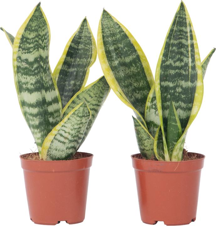 Produktbild Plant in a Box Sansevieria trifasciata 'Futura Superba' - 2er Set Bogenhanf (35 cm)