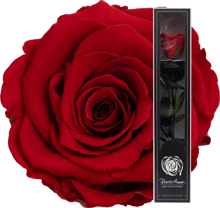 Migros Ostschweiz Premium stem rose (stabilised rose) (Infinity Flowers)