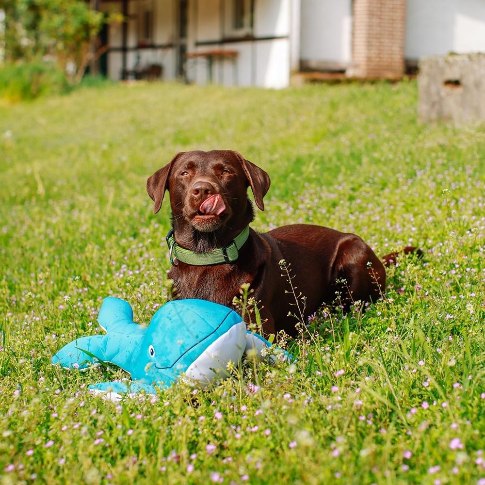 Nobby Baleine flottante, 48 cm (Jouet en peluche chien), Jouets pour chien
