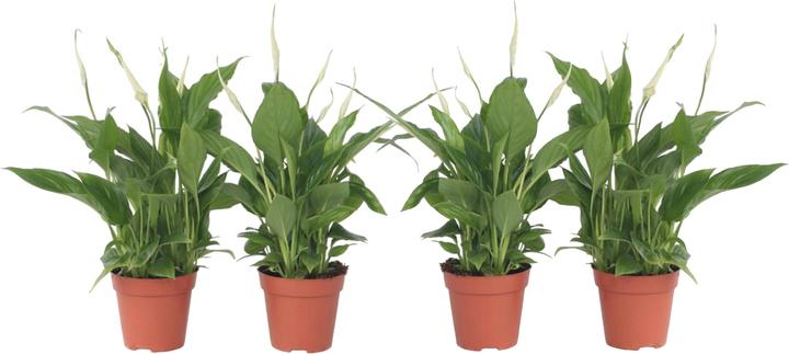 Actual product image Plant in a Box Spathiphyllum 'Torelli' - Set of 4 Peace Lily (30 cm)