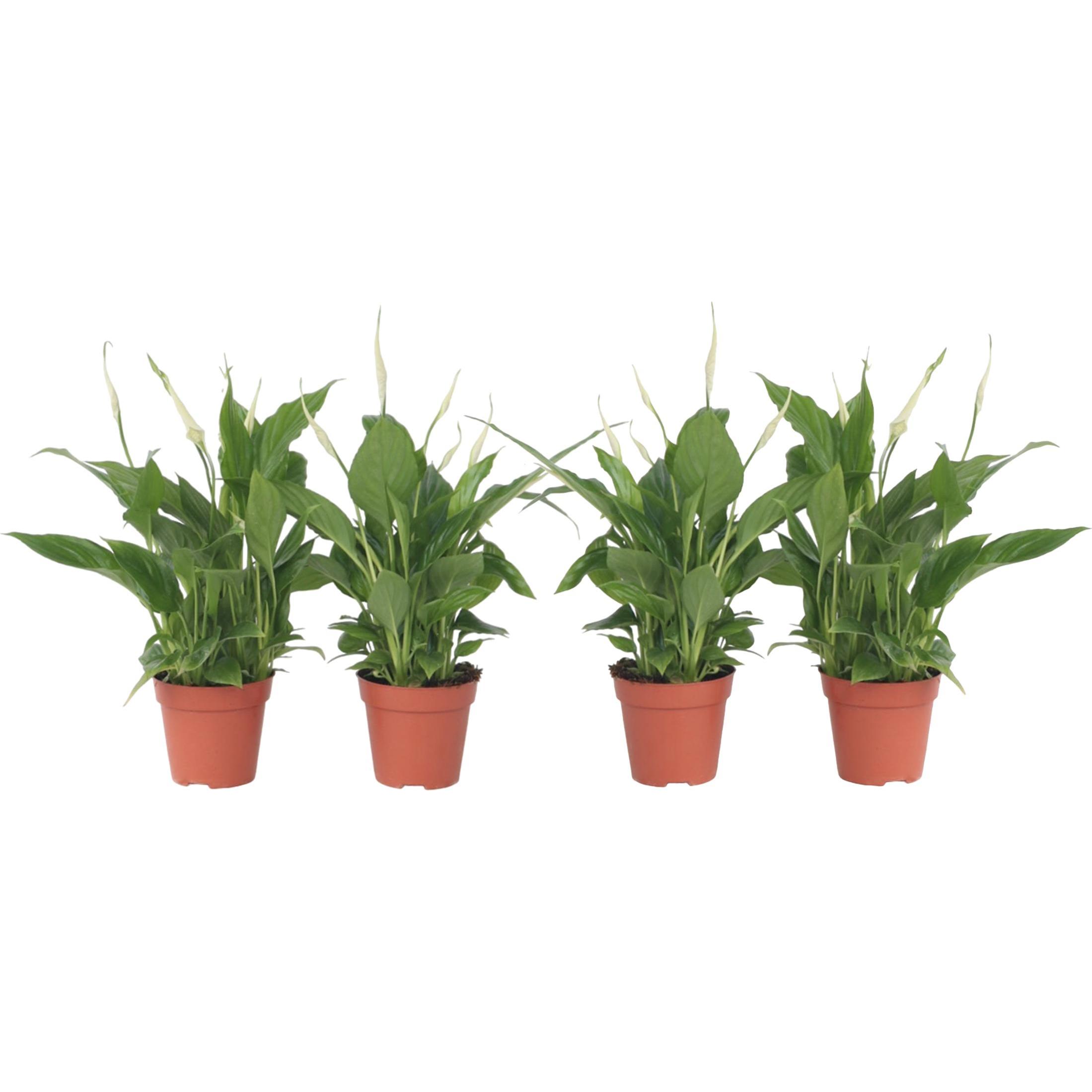 Plant in a Box, Pflanzen, Spathiphyllum 'Torelli' - 4er Set Friedenslilie (30 cm)