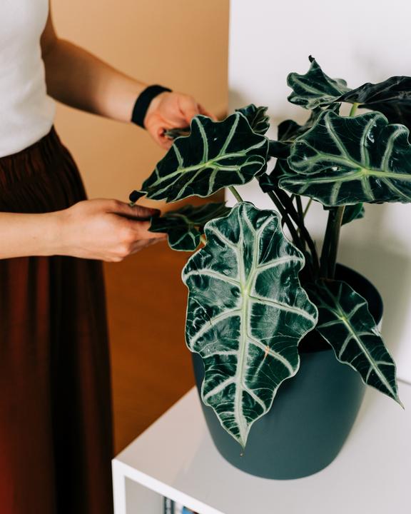 Image du produit Migros Ostschweiz Alocasia Polly (50 cm)