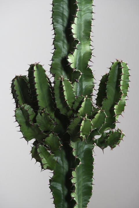 Produktbild Plant in a Box Euphorbia ingens - Kandelaber Euphorbie Kaktus (50 cm)