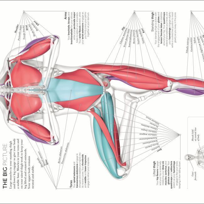 Produktbild Science Of Yoga (Englisch, Ann Swanson, 2019)