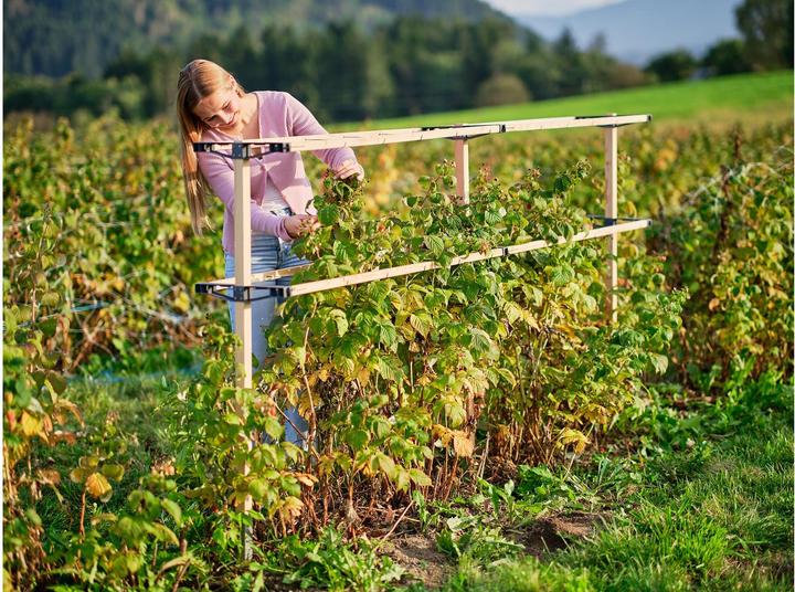 Actual product image Gusta Garden Berry Buddy (120 cm, 34.50 cm)