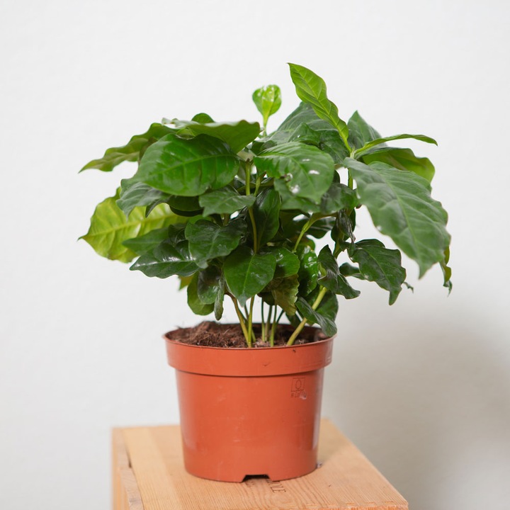 Actual product image VEG and the City Afra (Coffee bush Coffea) (30 cm)