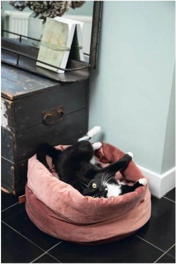 Productafbeelding Designed by Lotte Fluco (Kat)