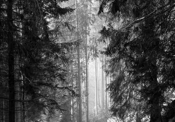 Produktbild Schwarz. Wald. Land (Deutsch, Burghard Müller-Dannhausen, Joseph Carlson, 2017)