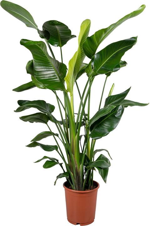 Immagine prodotto Fresca-Plant Strelitzia nicolai (120 cm)