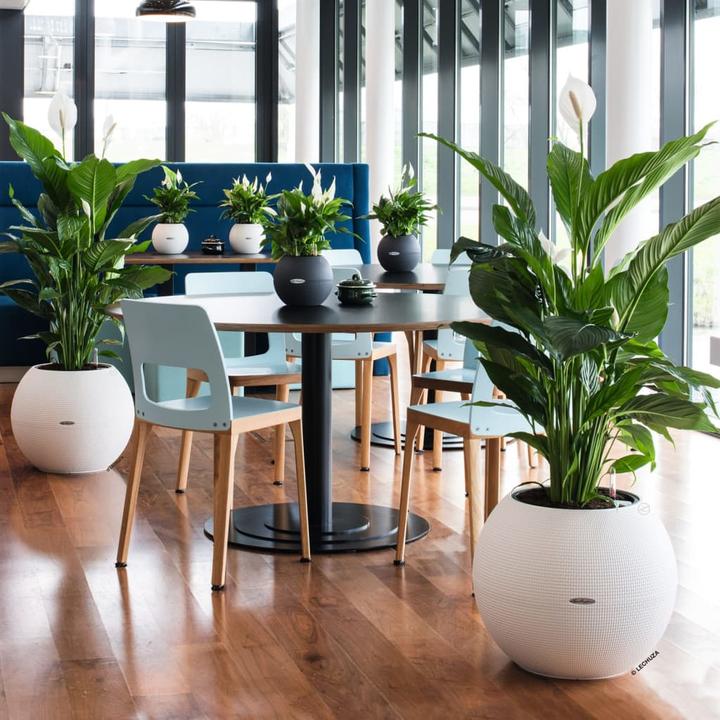 Produktbild Lechuza PURO Color 50 (49 cm)