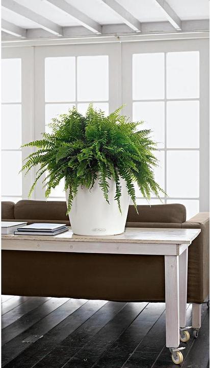 Produktbild Lechuza Classico Color 35 (35 cm)