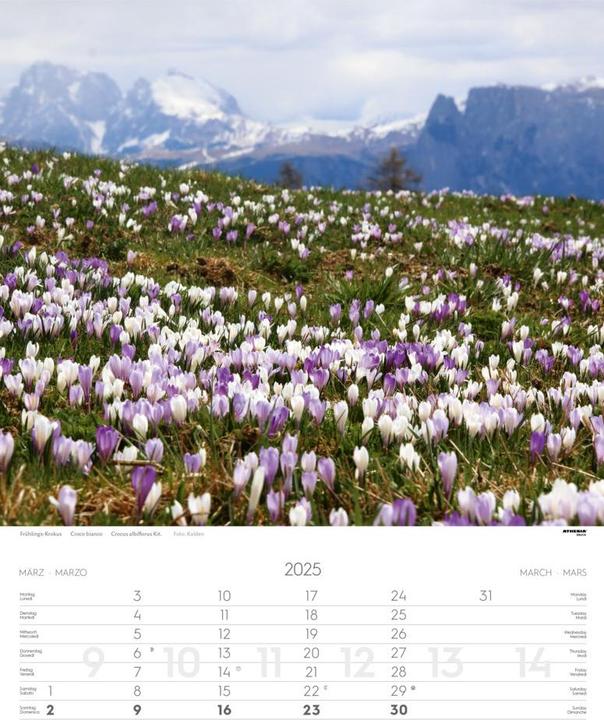 Actual product image Alps Calendar 2025 (German)
