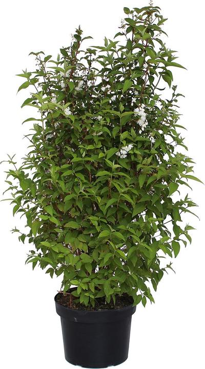 Produktbild Zulauf Deutzie / Deutzia c. 'Pride of Rochester' (100 cm)