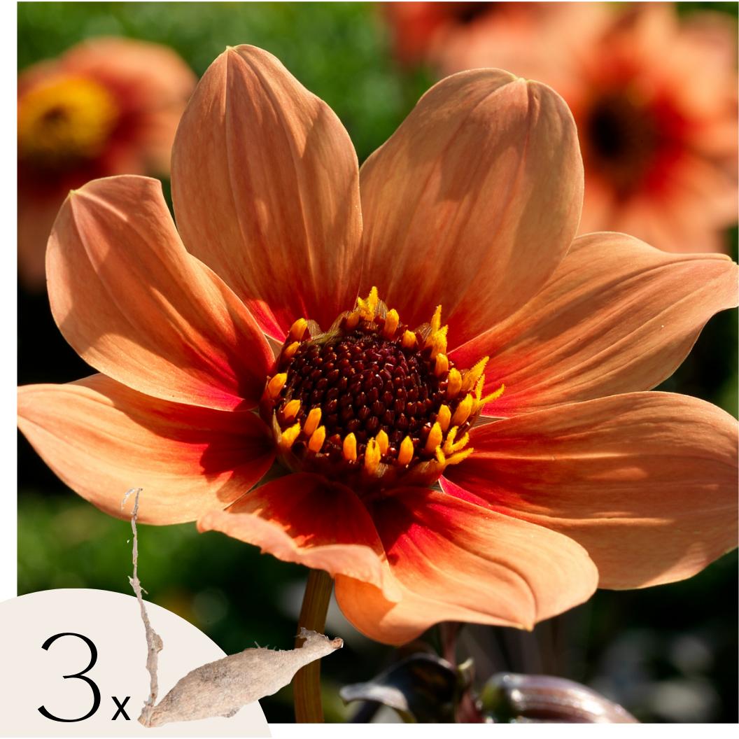 Plant in a Box, Pflanzen, Dahlia 'Happy Single First Love' - (3 cm)