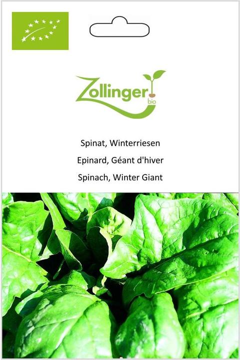 Zollinger Bio Spinat, Winterriesen (Keimlinge)