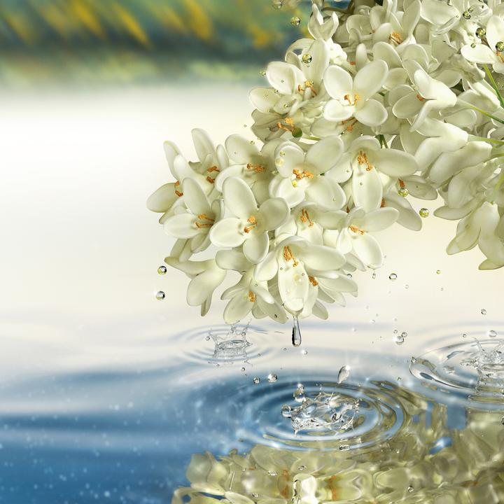 Actual product image Estée Lauder Luxury Fragrance Paradise Moon (Eau de parfum, 100 ml)